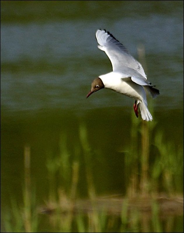 птицы, чайки На посадкуphoto preview