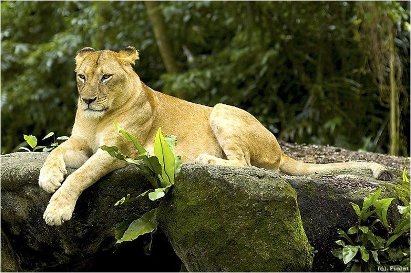 киса, животное, Киса, ты с какова горада?photo preview