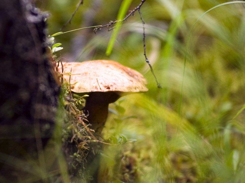 Алтай Грибной сюрphoto preview