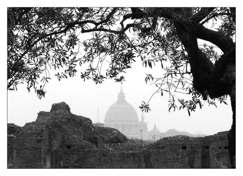 Рим, олива Под сенью вековых олив фото превью