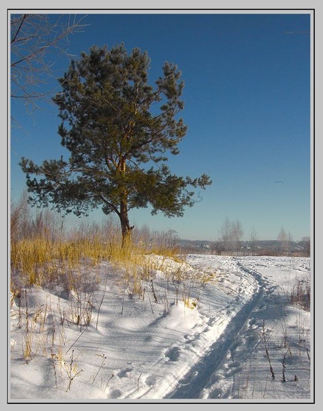 Соснаphoto preview