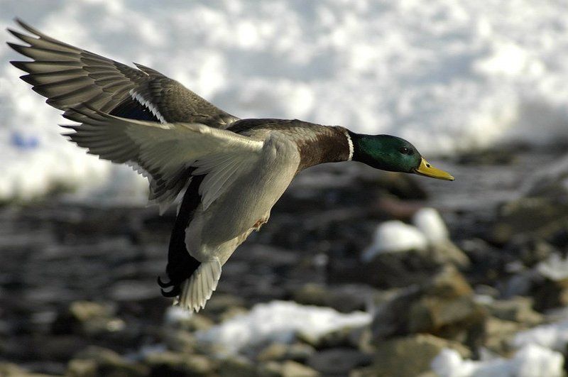 Конкордphoto preview