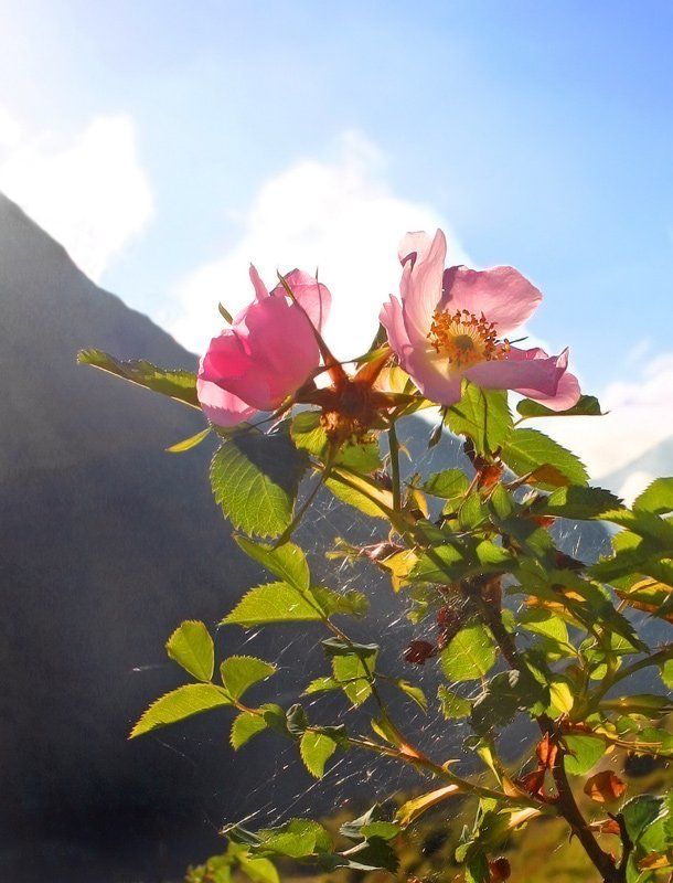 Горы, Шиповник, Цветок, Небо ***photo preview