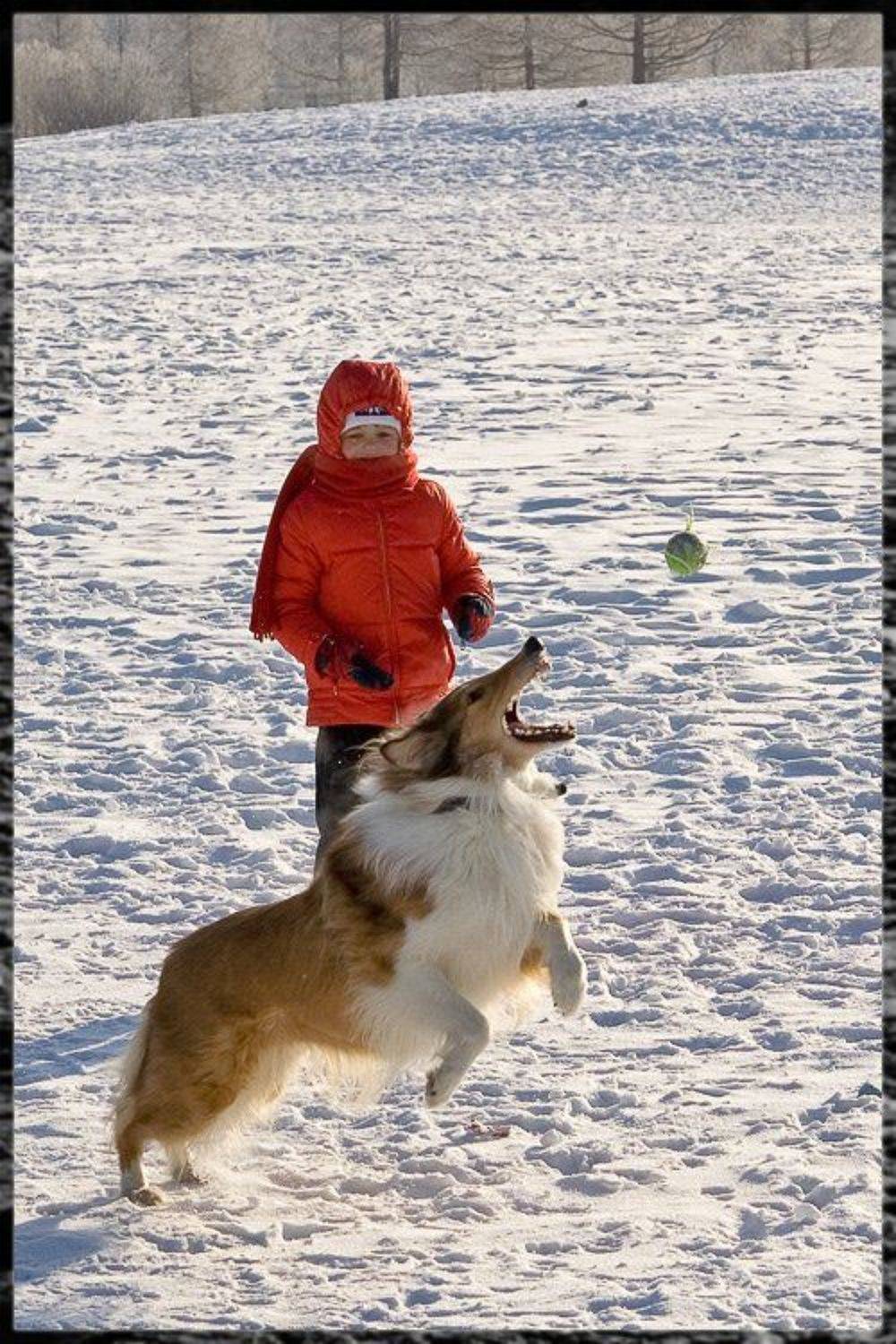 Автор: Братаев Юра собака, Братаев Юра