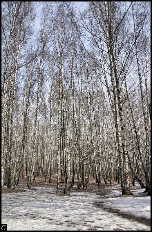 весна, апрель, берёзовая роща, Талашкино, Флёново Весенняя.photo preview