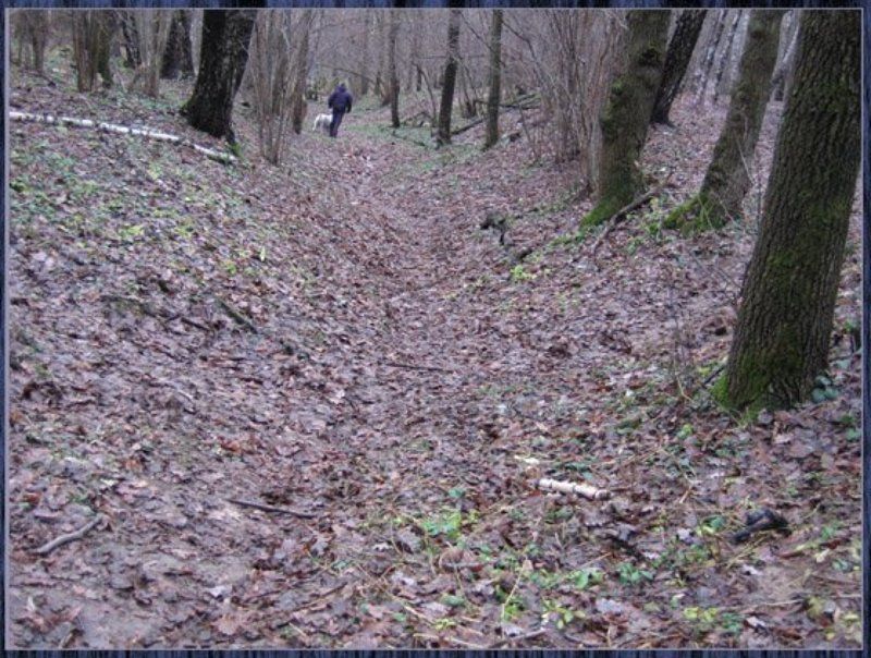 Человек,собака,лес Осенняя прогулкаphoto preview