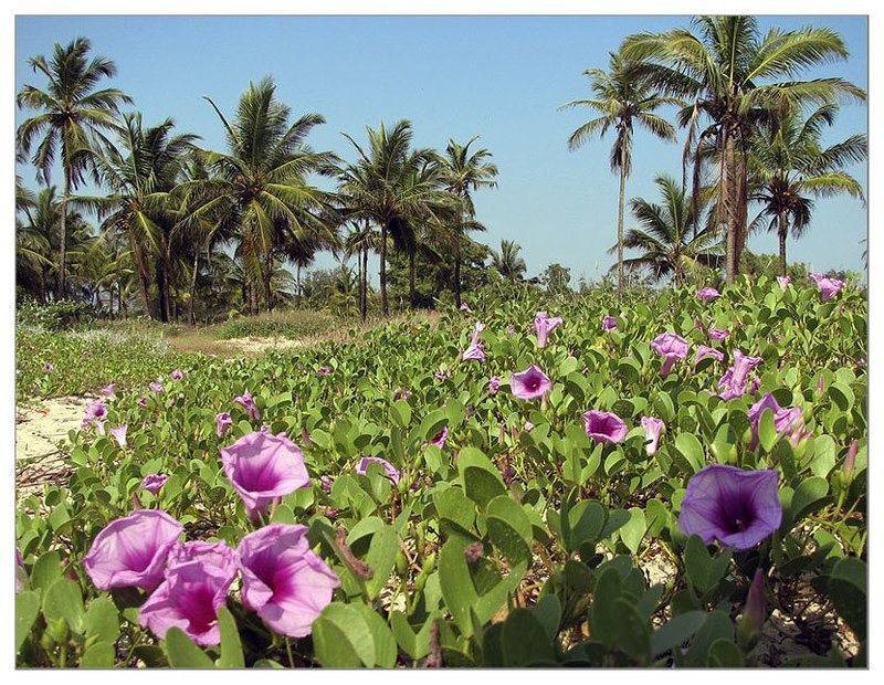 Буйство флоры фото превью
