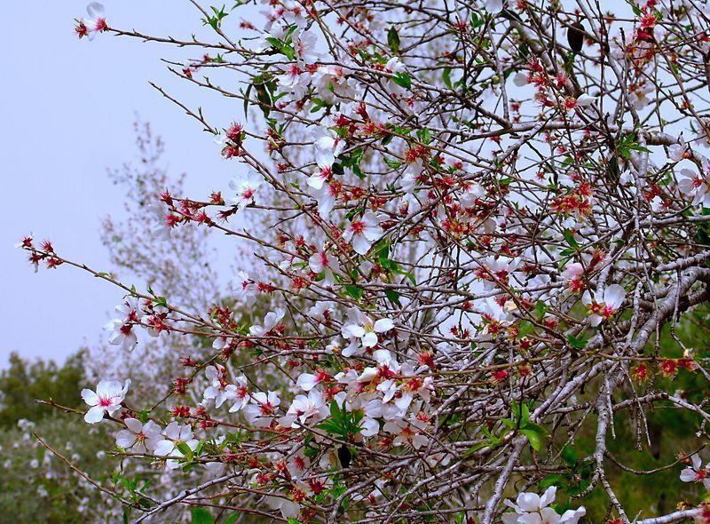 Когда цветет миндальphoto preview