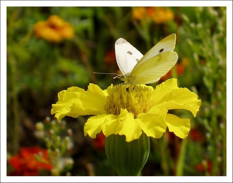 Солнечное настроениеphoto preview