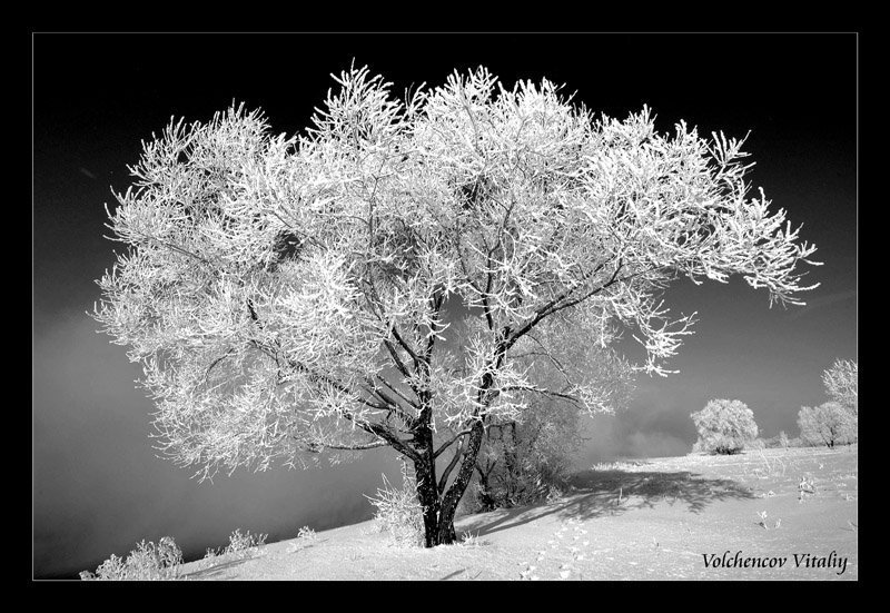 фото Зимняя зарисовкаphoto preview