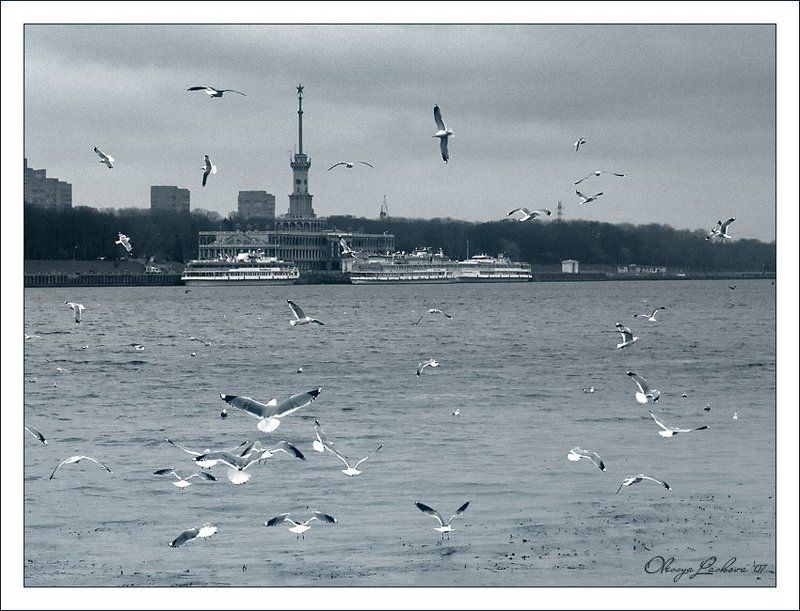 Москва, набережная, Речной вокзал, чайки снова о декабре 2006photo preview