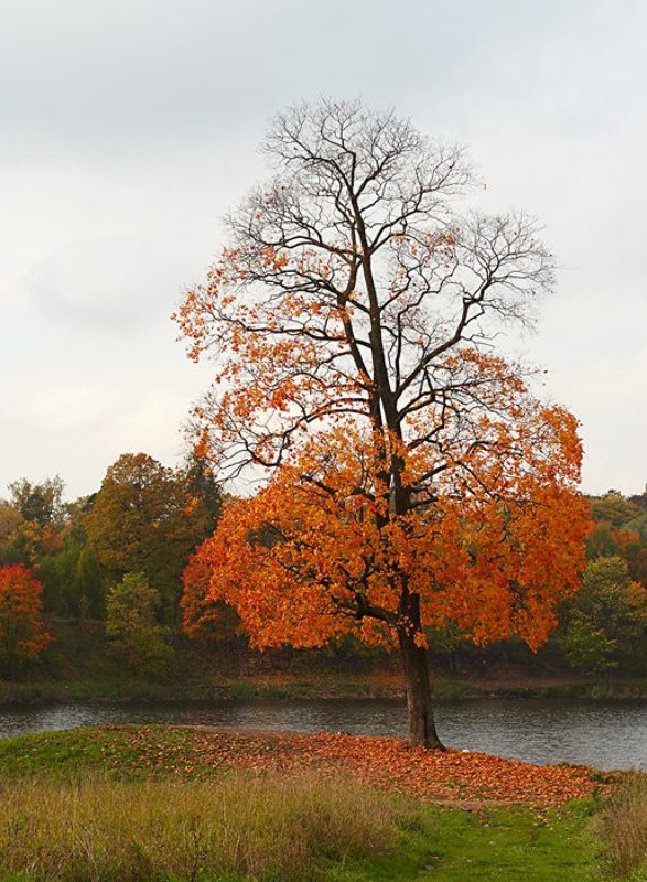 Осень... Гатчина.photo preview