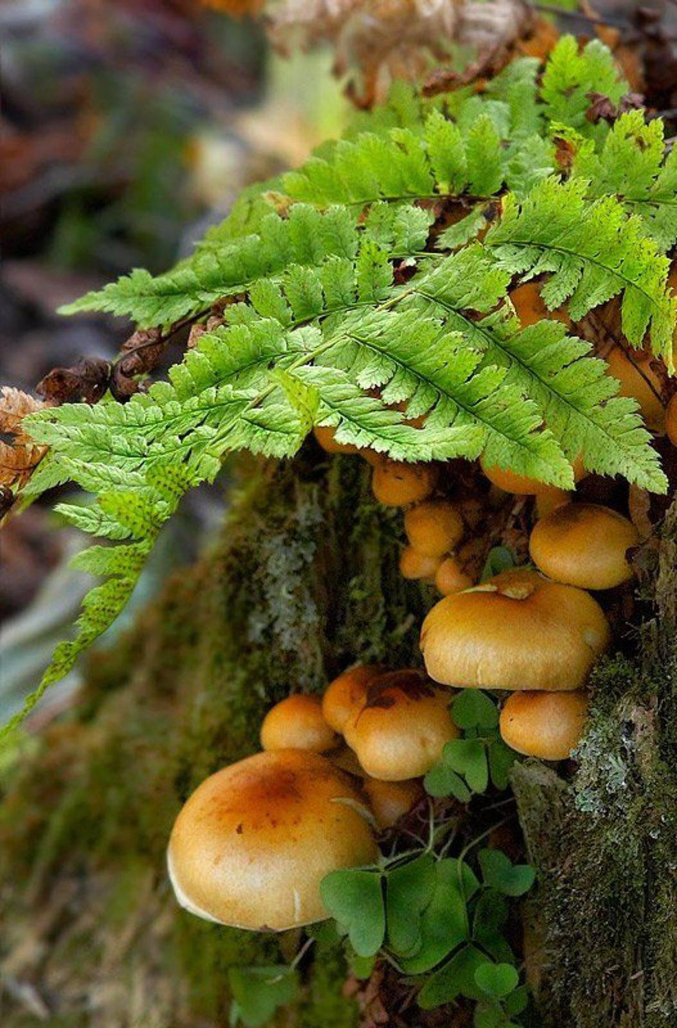 лес, грибы, папоротник, пень, листья, GibajD