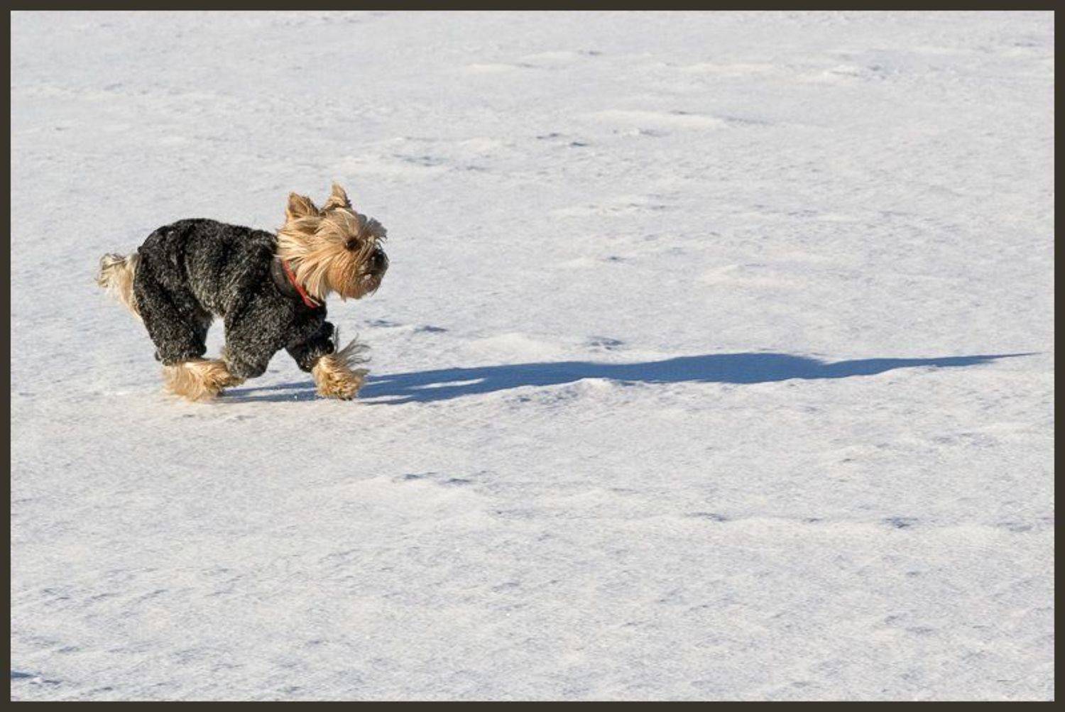 финский залив, собака, зима, Братаев Юра