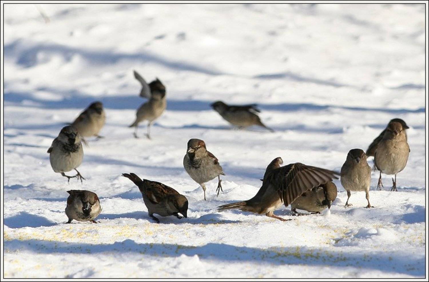 ... я прикрою!. Автор: Братаев Юра воробьи, Братаев Юра