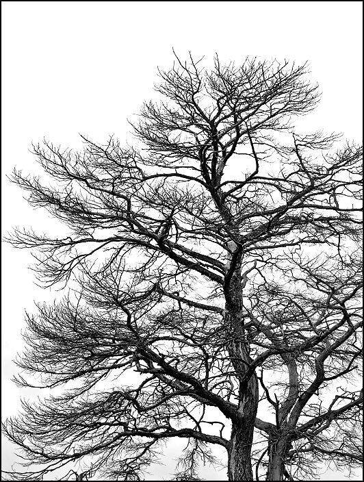 Графика. Автор: Самолинов Андрей Дерево, небо, Самолинов Андрей