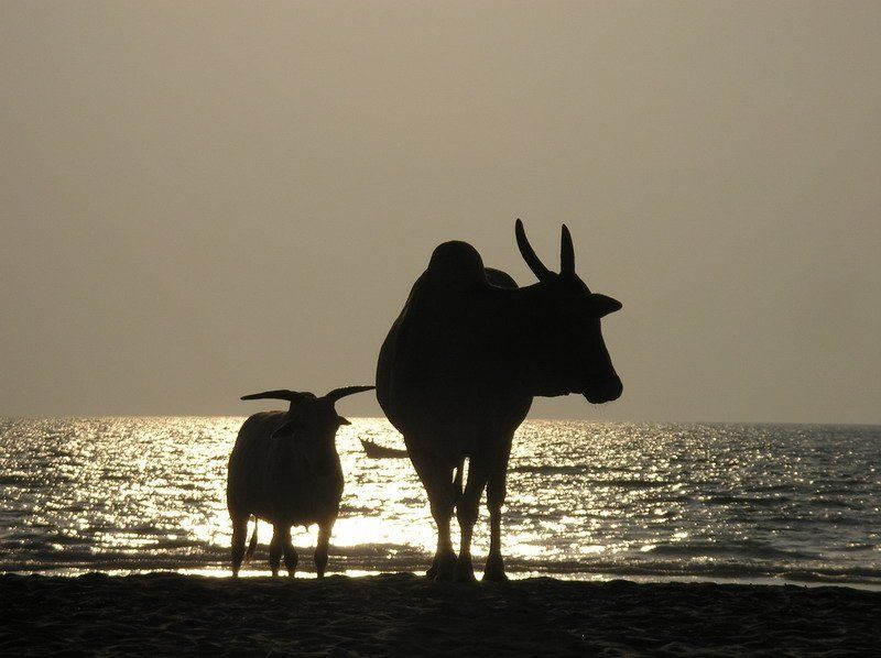 гоа, коровы, закат, арамболь Этих двух телок я снял на пляже в Гоаphoto preview