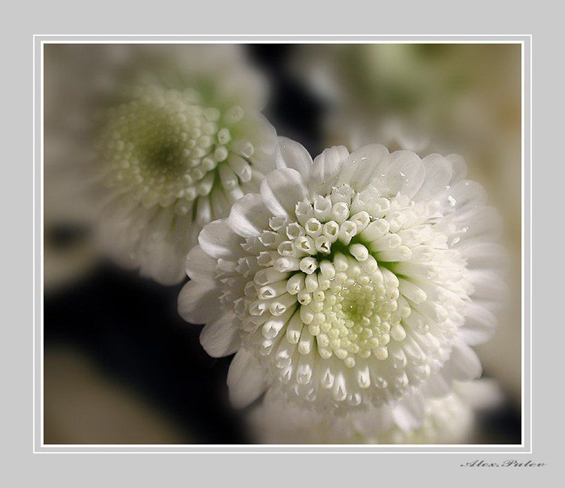 8,марта,женщины,девушки,милые,праздник,открытка,путев С Наступающим ВАС Милые...!!!photo preview