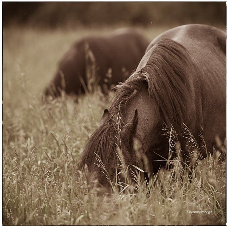 лошадь, лошади, конь, horses, horse, equi, zabegin ***photo preview