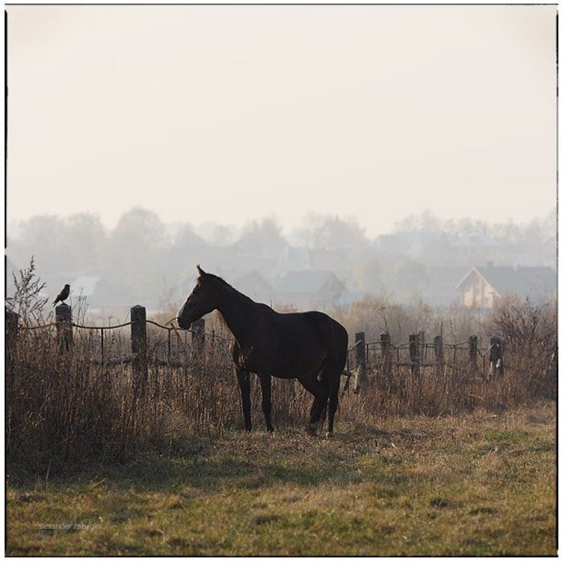 лошадь, лошади, конь, horses, horse, equi, zabegin про_птичкуphoto preview