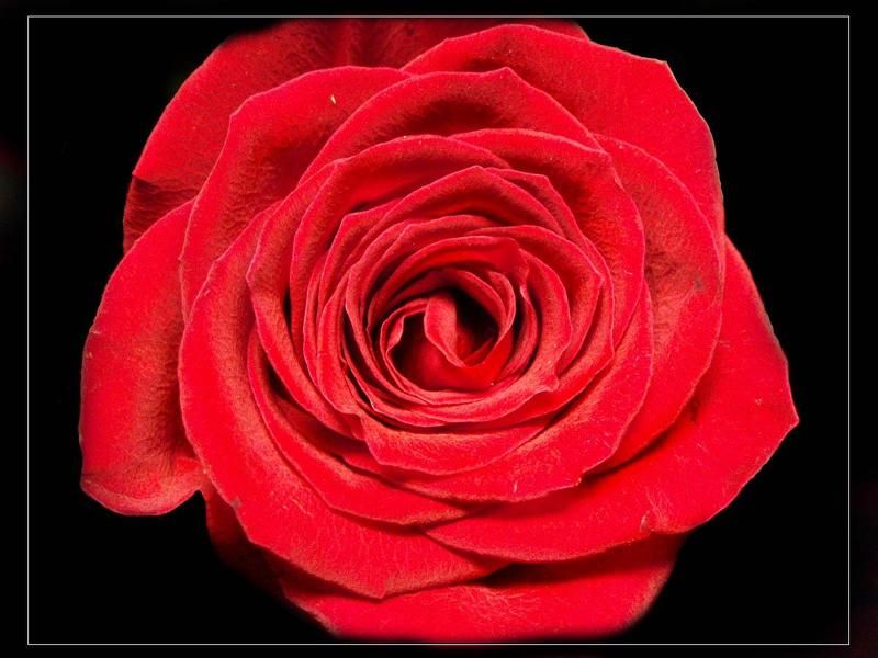 роза, красное, черное march, 8photo preview