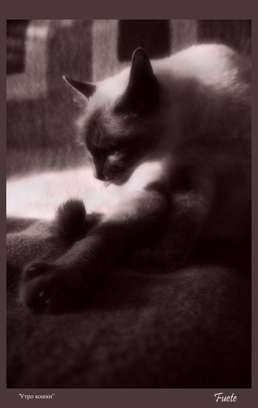 Лита, кошка, умывание, утро, животные, fuete Утреннее умываниеphoto preview