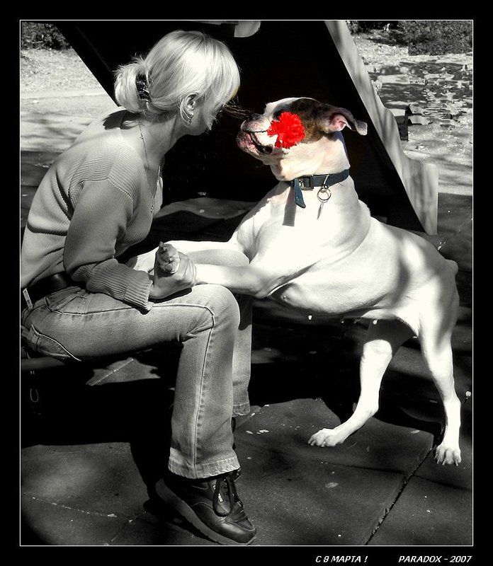 8 марта, верность, любовь, цветы, PARADOX О верности и любвиphoto preview