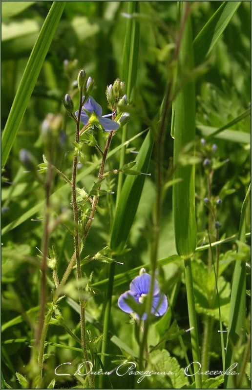 лето жара трава цветы себе любимой =)photo preview