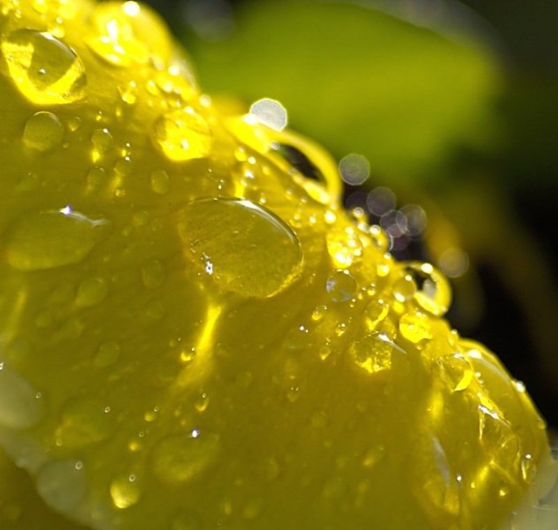 цветы, капли Капли (с прошедшим праздником!)photo preview