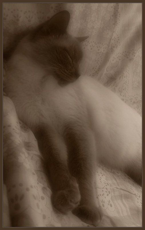 Лита, кошка, fuete, сон, животные Кошкины грёзыphoto preview