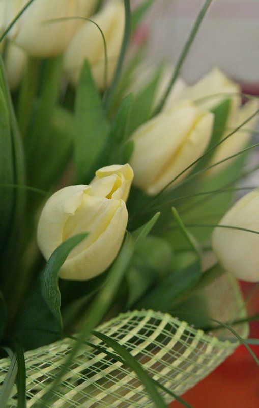 весна, тюльпаны, нежность, март Нежное прикосновение весныphoto preview