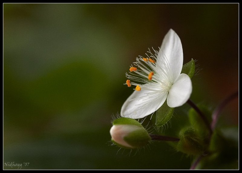 Традискация...photo preview