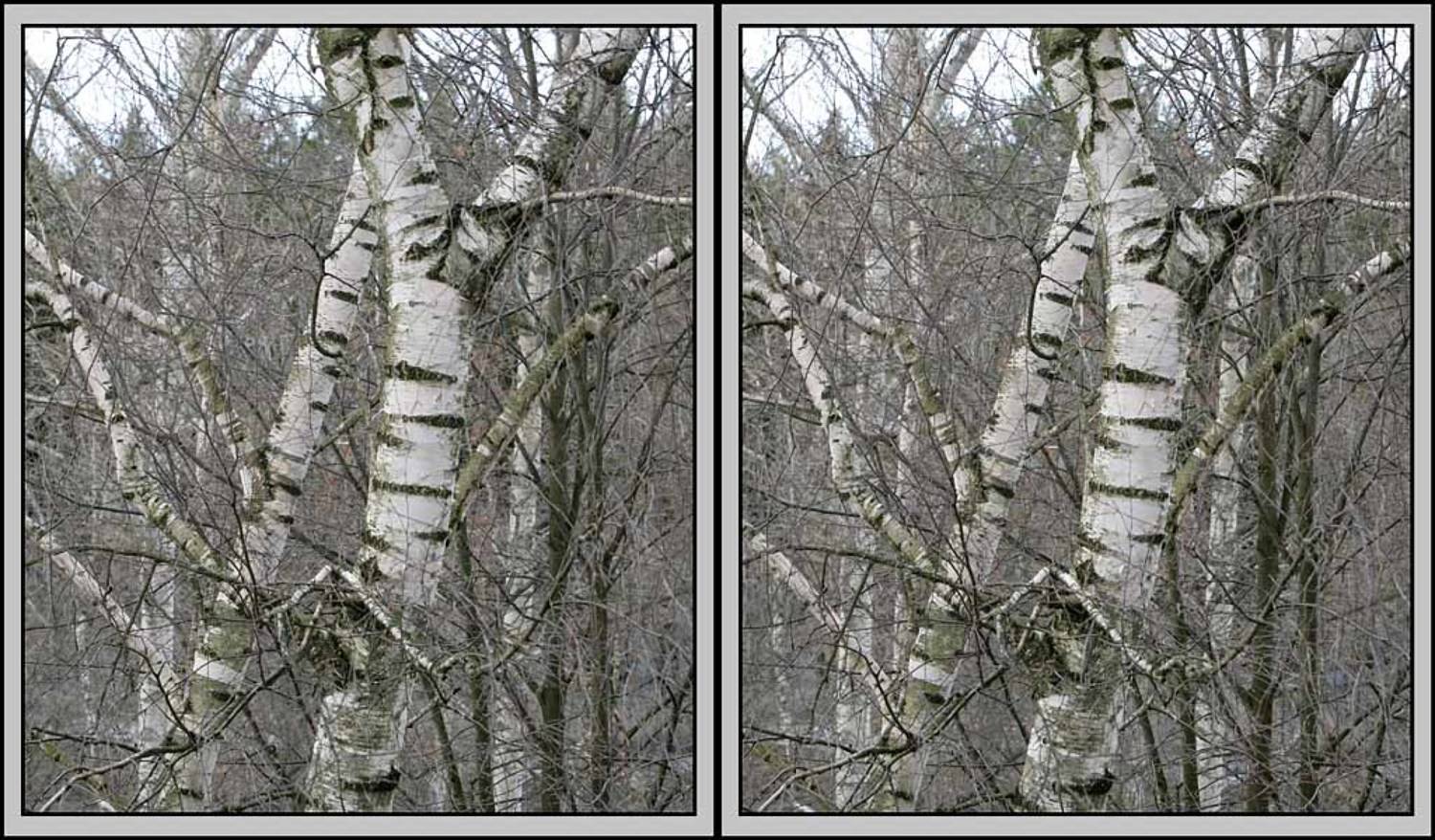 береза, 3D, "объемная картинка", GibajD