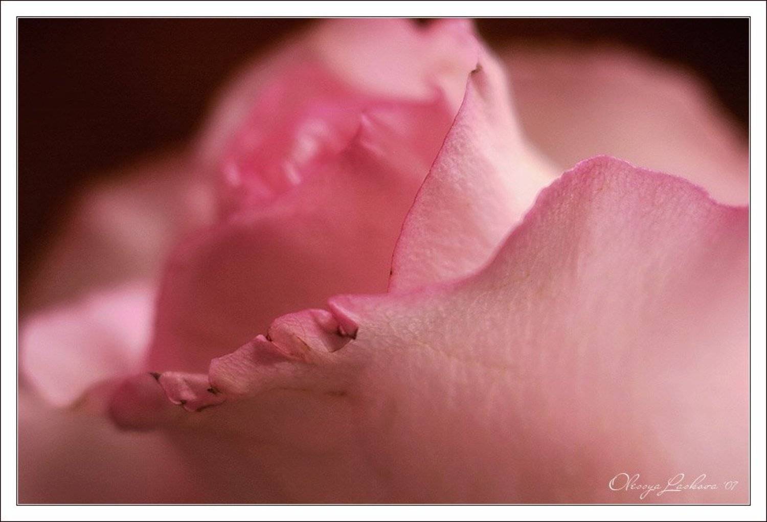 тронутая нежность. Автор: Олеся Ласкова роза, нежность, тронутость, Олеся Ласкова