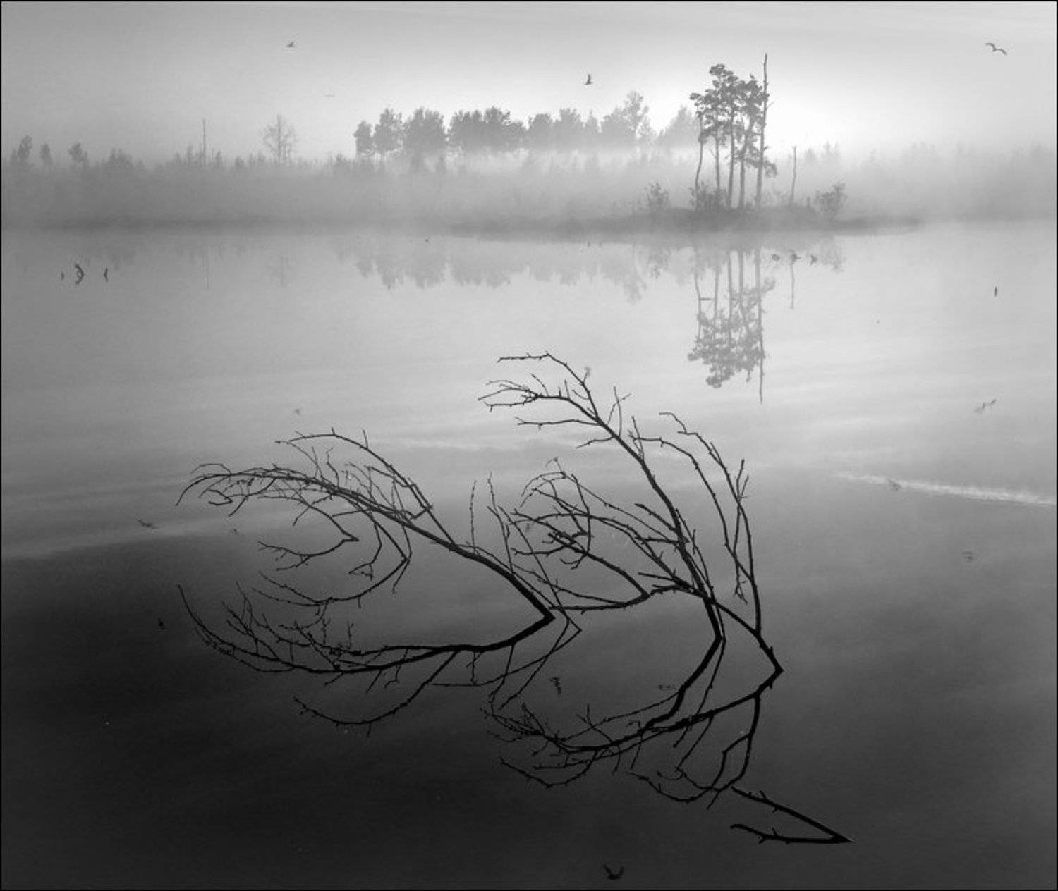 Черно-белая квадратная утренняя болотная картинка с корягой в воде и легким туманом. Автор: Сергей Чубаров туман утро болото, Сергей Чубаров