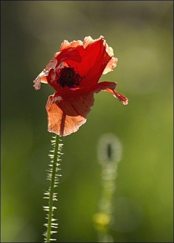 цветы, маки Маки #2photo preview