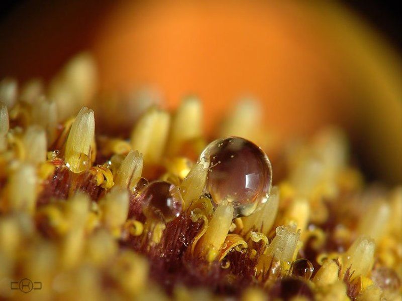 гербера, капли, сладость, нежность Нежная сладость.photo preview