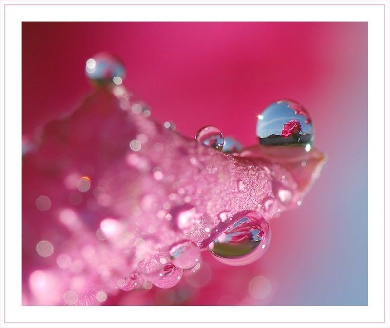 капля, роза, лепесток На розовой волнеphoto preview