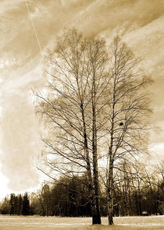 зима, пейзаж, береза, гнездо, след от самолета Последний зимний пейзажphoto preview