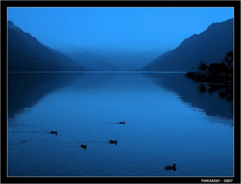 Швейцария, Озеро, Бриенц, Утки, пятерка уток,вечер,PARADOX Озерное шоу без маленьких лебедейphoto preview