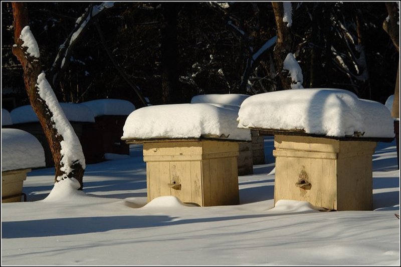 зима, весна, ульи Спят еще...photo preview