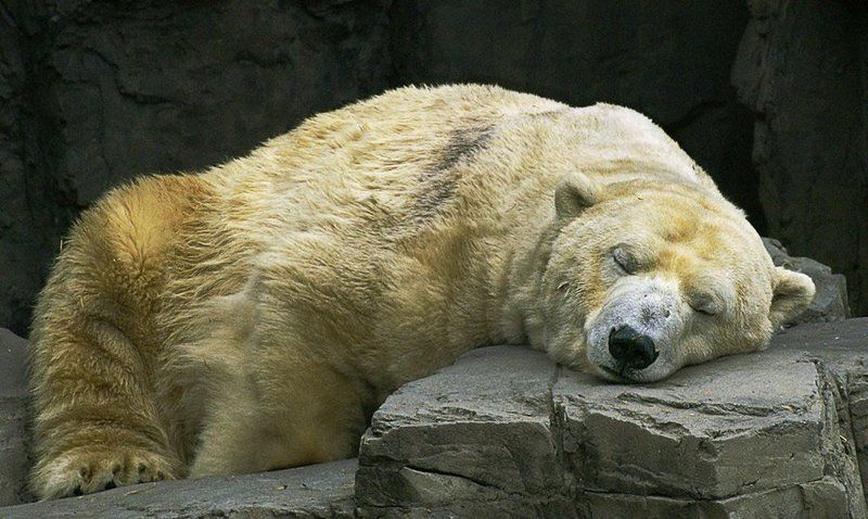 Утомилсяphoto preview