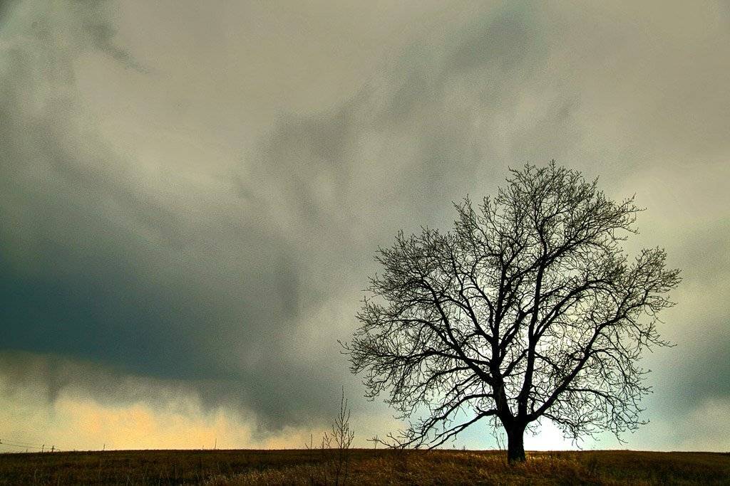 перед грозой. Автор: artboogie дерево, гроза,, artboogie