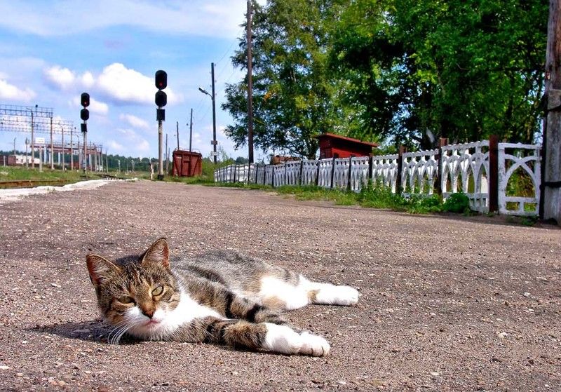 Бологое-2, перрон, кот,Хозяин станции, Владимир Хозяин станцииphoto preview