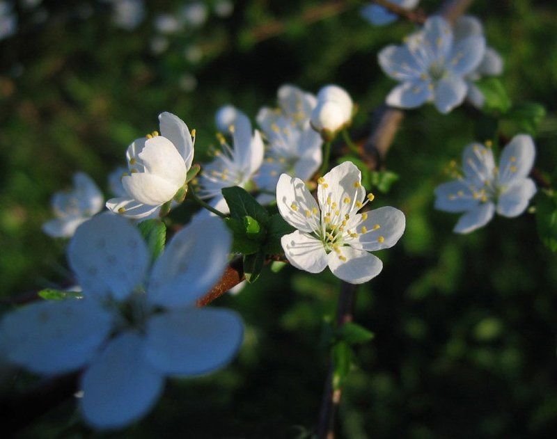 цветы Скоро...photo preview