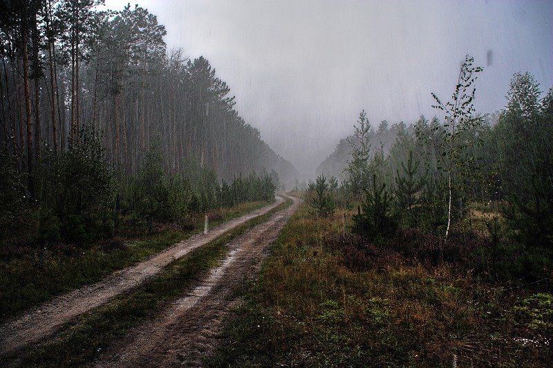 лес, гроза, ливень Забушуй же, непогодушкаphoto preview