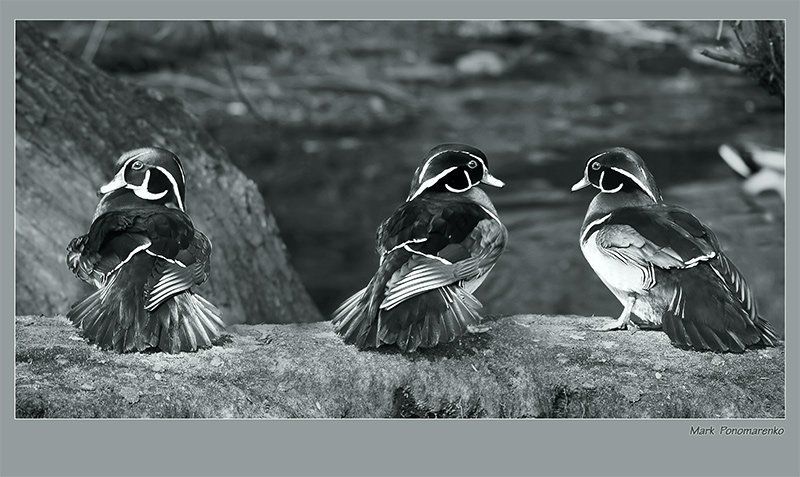 утки, каролинские выход франтов... фото превью