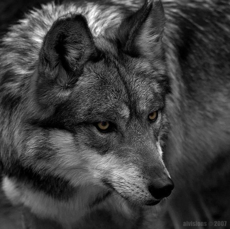 mexican wolf, lobo wolf, canis lupus baileyi, North America mexican wolfphoto preview