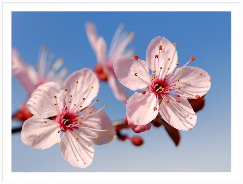 розовые, цветы, весна Розовая веснаphoto preview