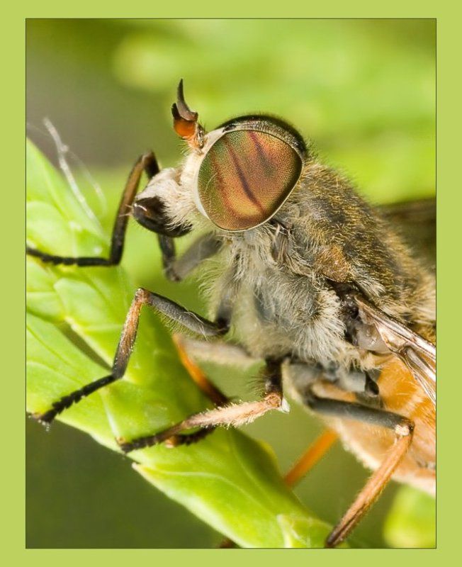 вампирphoto preview